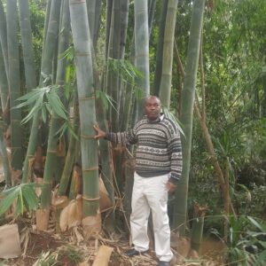 Bamboo Seedlings
