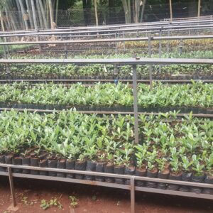 Organic Granulated Fertilizer