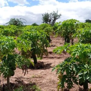 Fruit Tree Seedlings